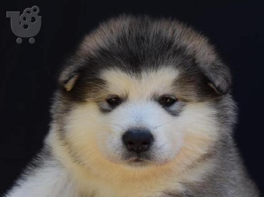 Κουτάβια malamute της Αλάσκας